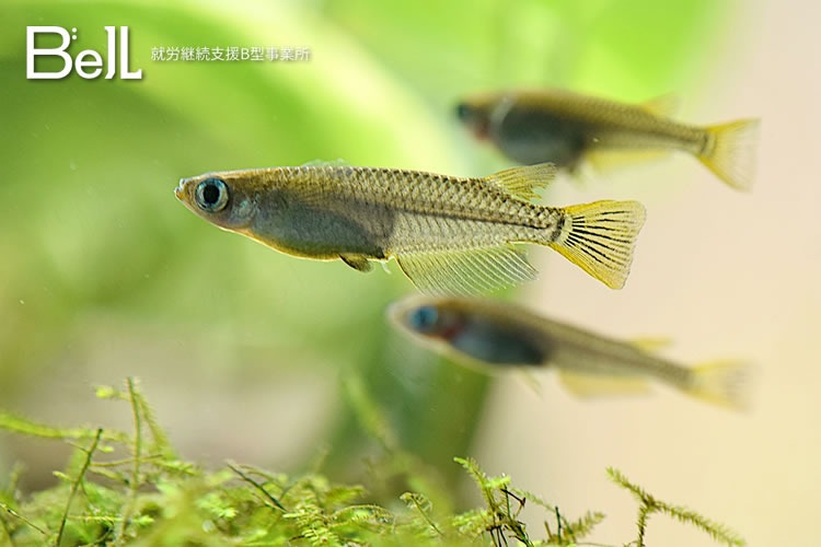 「就労継続支援B型×メダカ事業」FC加盟店募集